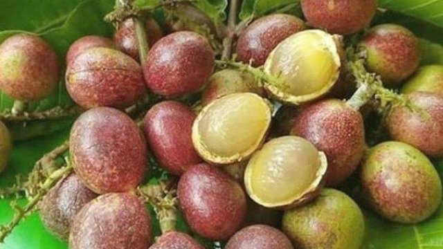 7 Manfaat Buah Matoa untuk Kesehatan Tubuh
